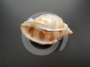 shells on blake background