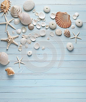 Shells Blue Wood Background