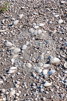 Shells of the clam Mya arenaria on the shore. Tiligul Liman, Odessa region
