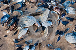 Shells of the clam Mya arenaria on the shore. Tiligul Liman, Odessa region