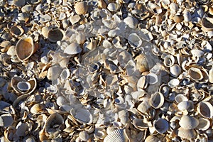 Shells close up