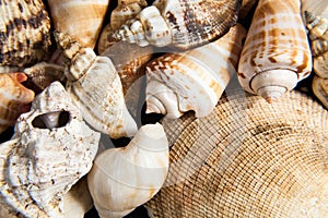 Shells close up