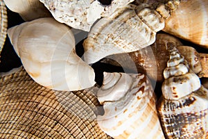 Shells close up