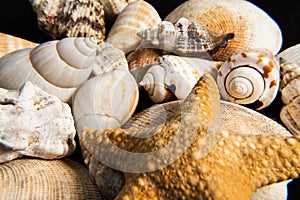 Shells close up