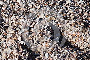 Shells from cockles on the beach