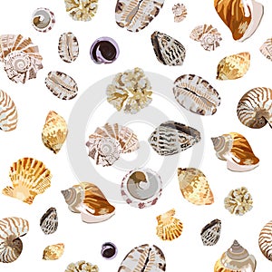 Shells collection repeat pattern from Maldives