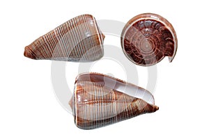 Shells of Conus figulinus isolated on white