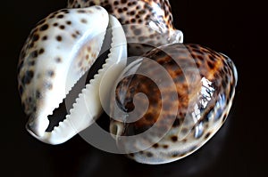 Shells of Cypraea tigris