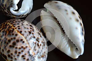 Shells of Cypraea tigris photo