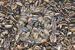 Shells of dead freshwater calms and snails after the water gone