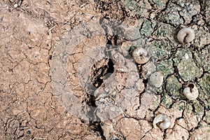 Shells on drought land background