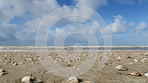 Shells on the Dutch beach