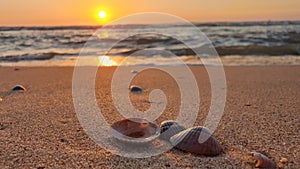 Shells on a Dutch beach