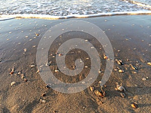 Shells on a Dutch beach