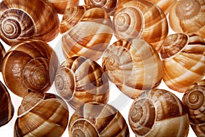 Shells of escargot against white background