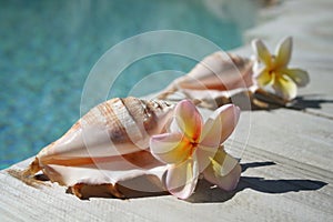 Shells & Frangipanis photo