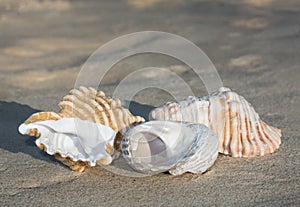Shells on full sand background