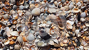 Shells from gastropods of bivalve molluscs. The Azov and Black seas, Golubitskaya. Seashells on the shore. Cerastoderma