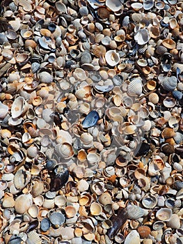 Shells from gastropods of bivalve molluscs. The Azov and Black seas, Golubitskaya. Seashells on the shore. Cerastoderma