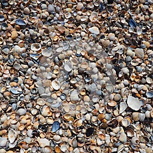 Shells from gastropods of bivalve molluscs. The Azov and Black seas, Golubitskaya. Seashells on the shore. Cerastoderma