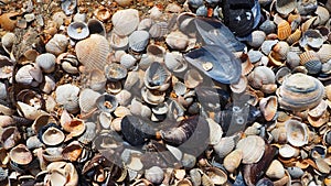 Shells from gastropods of bivalve molluscs. The Azov and Black seas, Golubitskaya. Seashells on the shore. Cerastoderma