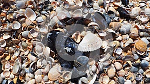 Shells from gastropods of bivalve molluscs. The Azov and Black seas, Golubitskaya. Seashells on the shore. Cerastoderma