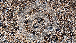 Shells from gastropods of bivalve molluscs. The Azov and Black seas, Golubitskaya. Seashells on the shore. Cerastoderma