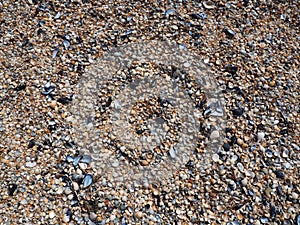 Shells from gastropods of bivalve molluscs. The Azov and Black seas, Golubitskaya. Seashells on the shore. Cerastoderma