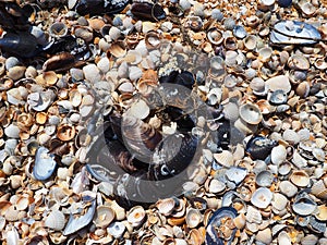 Shells from gastropods of bivalve molluscs. The Azov and Black seas, Golubitskaya. Seashells on the shore. Cerastoderma