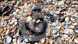 Shells from gastropods of bivalve molluscs. The Azov and Black seas, Golubitskaya. Seashells on the shore. Cerastoderma
