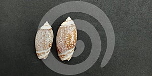 Shells with grey textured background wallpaper,