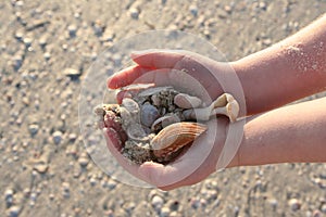 Shells in hand