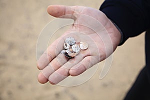 Shells in hand on the beach