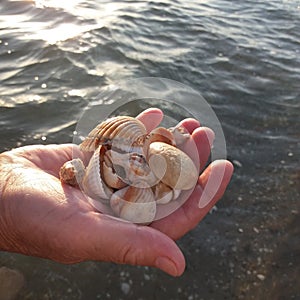 A seashell on the palm of the hand against the backdrop of a sea landscape on a summer sunny day with a cloudy sky