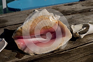 Shells on the idsland of Bimini