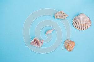 Shells on a light Blue Background