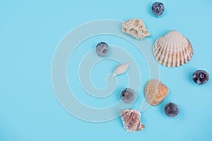 Shells on a light Blue Background