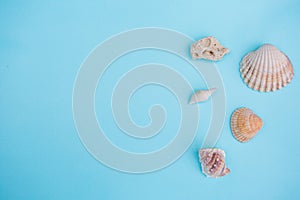 Shells on a light Blue Background