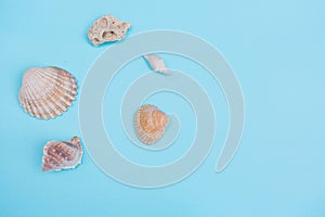 Shells on a light Blue Background