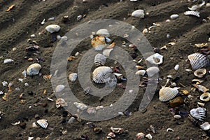 Shells in low-tide beach