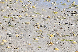 Shells lying on the ground of the sea during low tide