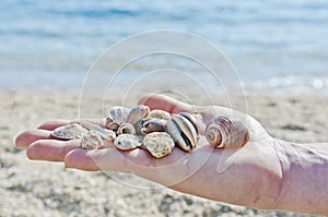 Shells in man's palm photo