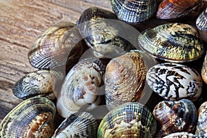 Shells of many types and sizes