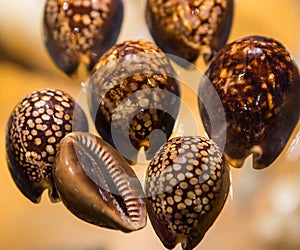 Shells of many types and sizes