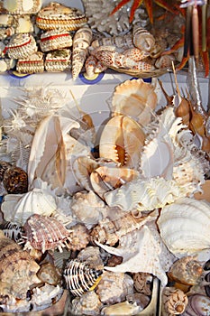 Shells on a market at Bodrum, Turkey