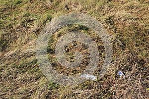 Shells in marsh with trash