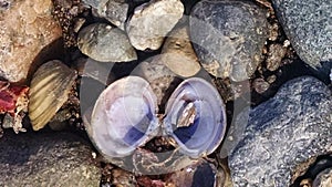 Shells on the Mississippi river