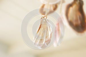 Shells mobile hanging