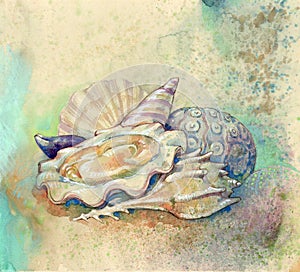 Shells and mollusk photo