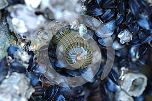 Shells and mollusks